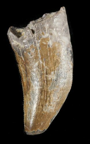 Bargain, Timurlengia (Tyrannosaur) Tooth - Uzbekistan #48028